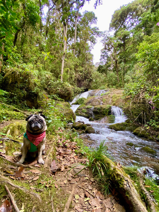 Ozzy the Pug: Aventuras Sin Límites en Costa Rica