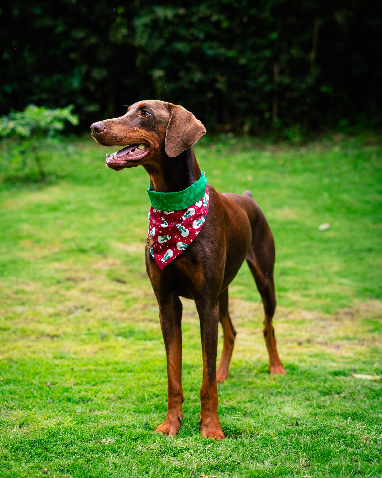 Red Frosty Bandana