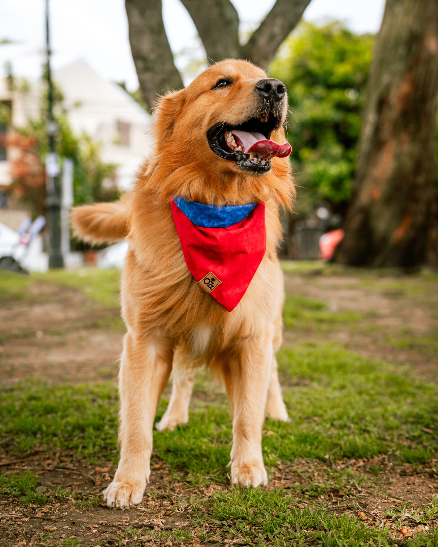 Superman Bandana