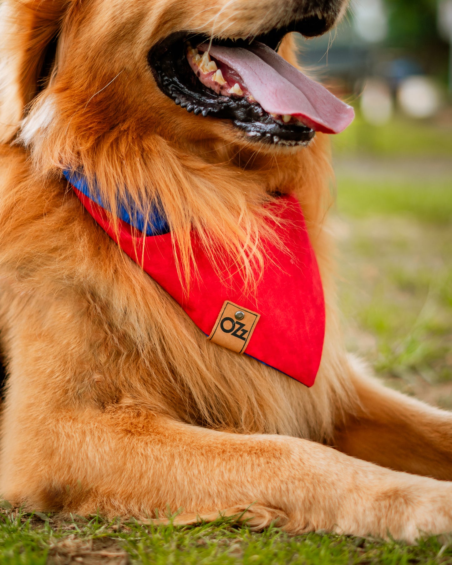 Superman Bandana