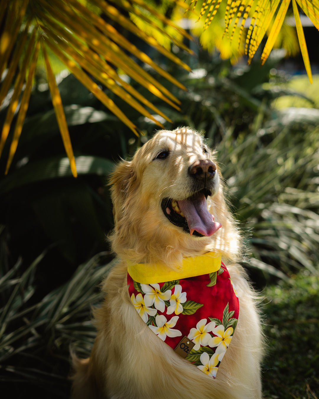 Red Kapa Bandana