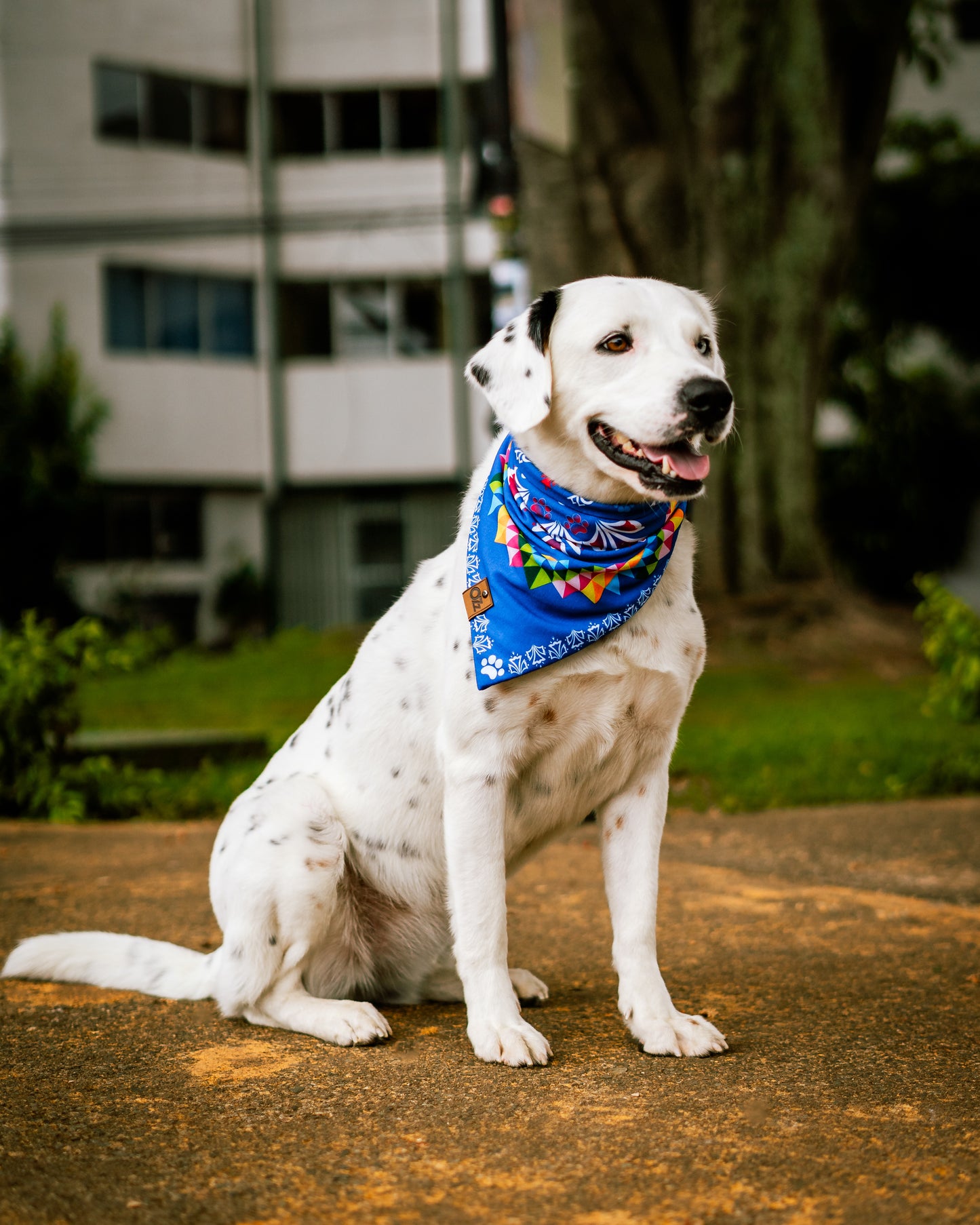 Flor Guaria Morada Bandana