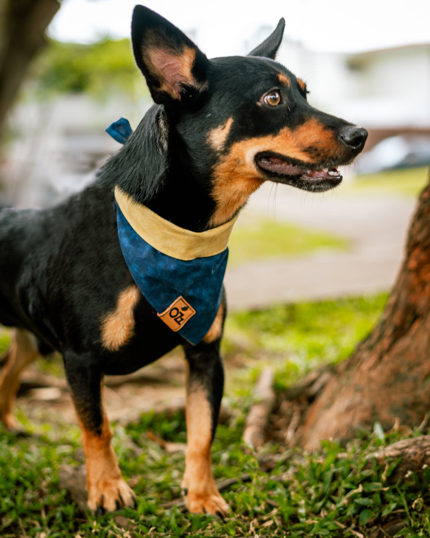 Blue Navy Bandana